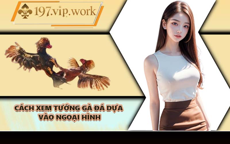 Cách xem tướng gà đá dựa vào ngoại hình