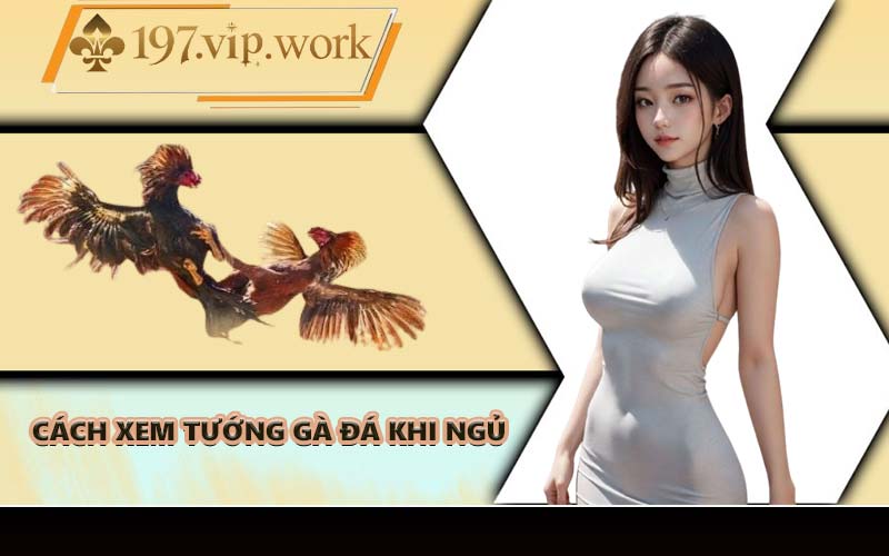 Cách xem tướng gà đá khi ngủ