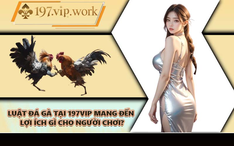 Luật đá gà tại 197VIP mang đến lợi ích gì cho người chơi?